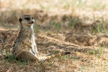 Fototapeta premium meerkat sitting in the grass under the shade of a tree