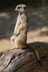 meerkat sitting on top of a dry log
