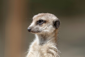 Fototapeta premium portrait of a meerkat in its natural habitat