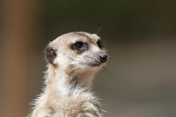 portrait of a meerkat in its natural habitat