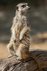 meerkat sitting on top of a dry log