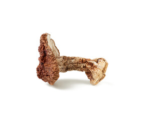 dry forest porcini mushrooms isolated on white background,