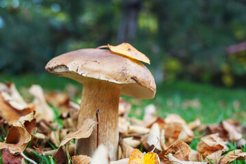 Mushrooms in forest