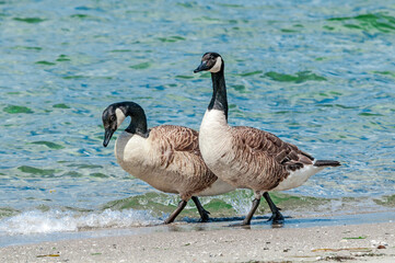 Molting Canada Goose (Branta canadensis) on the shore of the Baltic Sea, Laboe, Schleswig-Holstein, Germany