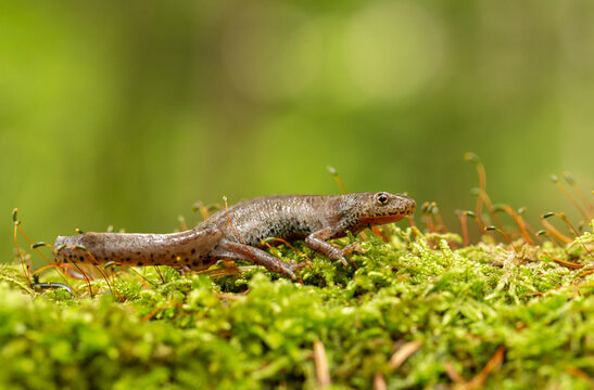 The Carpathian newt, or Montadon's newt, (Lissotriton montandoni) is a species of salamander in the family Salamandridae. 