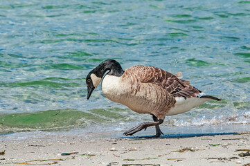 Molting Canada Goose (Branta canadensis) on the shore of the Baltic Sea, Laboe, Schleswig-Holstein, Germany