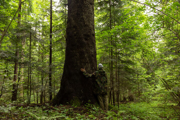 Big mighty tree in the forest. A man hugs a mighty European silver fir tree (Abies alba) in a natural forest. Elite plus tree in the forest. A very large fir tree (Abies alba) in the forest.
