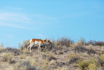 Naklejka premium Pronghorn