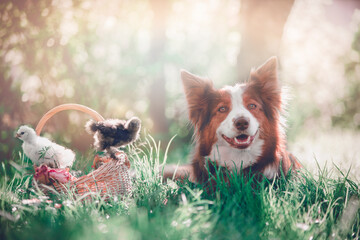A border collie dog lying on a grass next to a basket with two chicks - easter celebration
