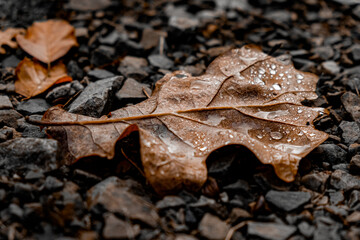 leaf on the ground