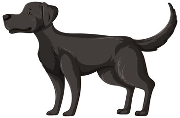 Black labrador retriever in standing pose isolated on white background