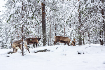 Three deer in the snow of winter forest.