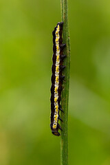 Cucullia lucifuga is a species of moth of the family Noctuidae. Caterpillar moth Cucullia lucifuga in the natural environment.