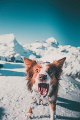 Brown border collie dog catching snow in te mounatins