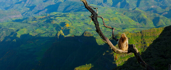 BABUINO GELADA -  Gelada Baboon (Theropithecus gelada), Parque Nacional Montañas Simien, Etiopia, Africa