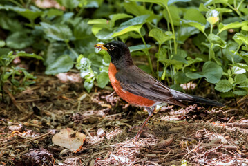 American Robin (Turdus migratorius) in park, Washington DC, USA