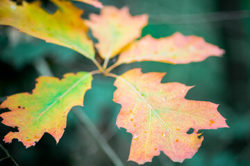 autumn maple leaves