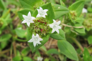 Tropical richardia flowers in  Florida nature, closeup