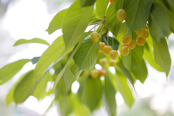 Fototapeta premium unripe cherry among the green leaves of the tree