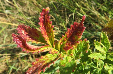 Beautiful red agrimonia leafs in autumn garden, closeup