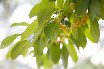 unripe cherry among the green leaves of the tree