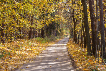 Fototapeta na wymiar Path through the autumnal forest