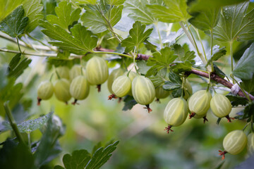 gooseberry among the green leaves of the tree