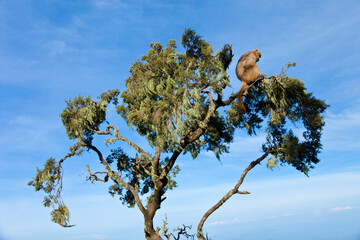 BABUINO GELADA -  Gelada Baboon (Theropithecus gelada), Parque Nacional Montañas Simien, Etiopia, Africa