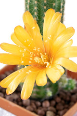 The cactus echinopsis with yellow flower in a pot, isolated on white background.
