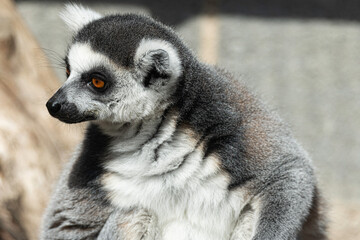 portrait of a specimen of prosimius. black and white color with orange eyes