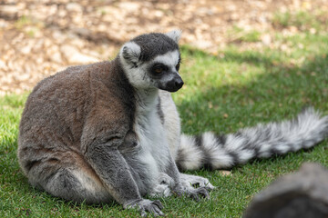 portrait of a specimen of prosimius. black and white color with orange eyes