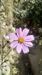 Obraz premium pink cosmos flower