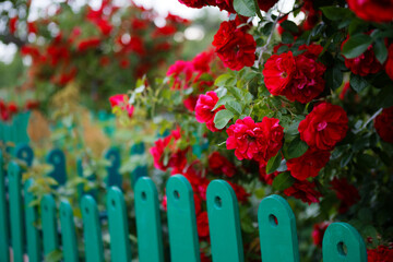beautiful red tea garden rose in the evening