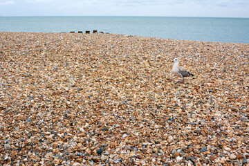 Fototapeta na wymiar Seagull walks across shingle beach in Eastbourne