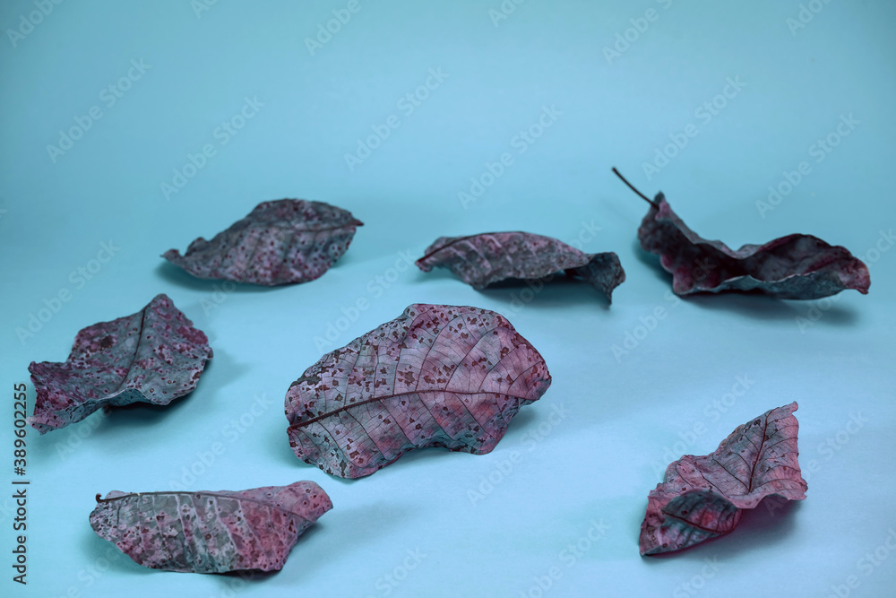 Poster beautiful faded old colorful leafs in blue light. minimalism autumn style concept. background patter