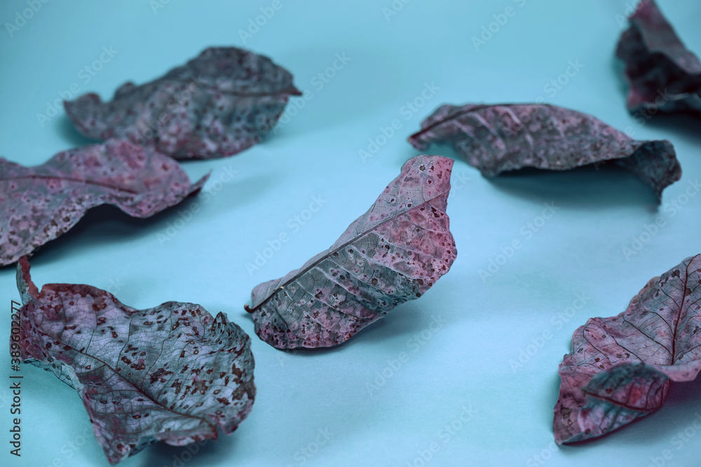 Aufkleber beautiful faded old colorful leafs in blue light. minimalism autumn style concept. background patter