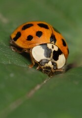 Eastern ladybug on a leaf