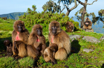 BABUINO GELADA -  Gelada Baboon (Theropithecus gelada), Parque Nacional Montañas Simien, Etiopia, Africa