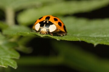 Eastern ladybug on a leaf