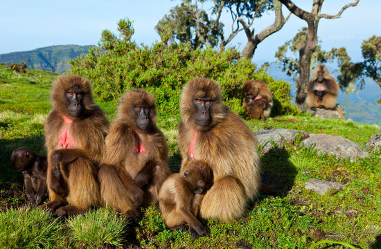 BABUINO GELADA -  Gelada Baboon (Theropithecus gelada), Parque Nacional Monta&ntilde;as Simien, Etiopia, Africa
