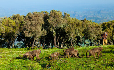 BABUINO GELADA -  Gelada Baboon (Theropithecus gelada), Parque Nacional Montañas Simien, Etiopia, Africa