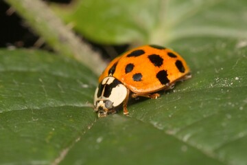 Eastern ladybug on a leaf