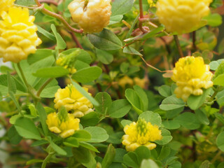 イエロークローバー