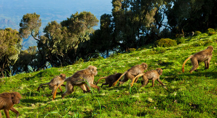 BABUINO GELADA -  Gelada Baboon (Theropithecus gelada), Parque Nacional Montañas Simien, Etiopia, Africa