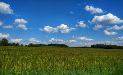 field and blue sky