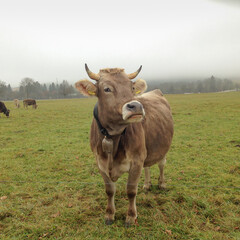 Obraz premium cow with a bell in austria