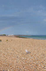 Seagull in sunshine on a pebble beach, rainbow arches across sky