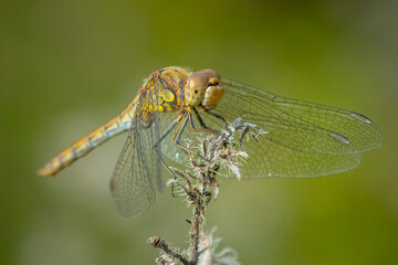 Common Darter Sympetrum striolatum female