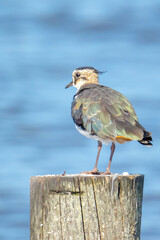 Northern lapwing Vanellus vanellus wading bird posing