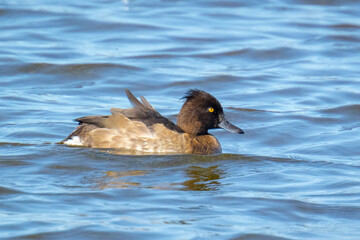 Tufted duck, Aythya fuligula, swimming